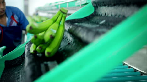 shot-of-worker-in-banana-plantation,-Ecuador