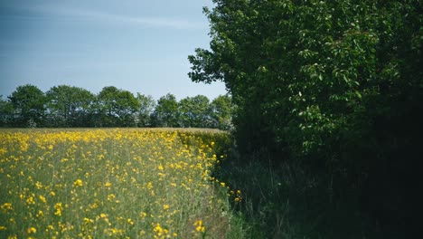 Edge-of-a-yellow-rapeseed-field-blooming-in-the-summer-in-Denmark