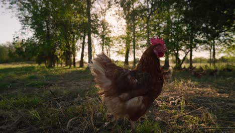 Following-a-chicken-in-forest-pasture-during-golden-hour-in-slow-motion,-cage-free-regenerative-farming-in-4k
