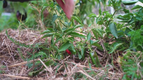Close-up-shot-of-a-person-picking-red-hot-peppers-in-a-organic-eco-friendly-farm