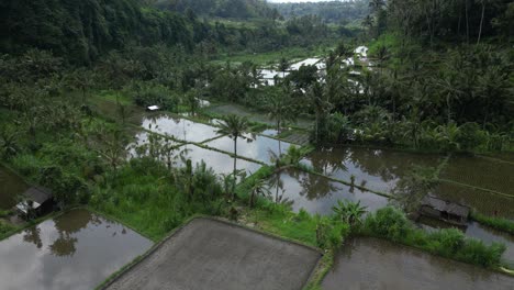 Rice-fields-and-coconut-trees-in-a-valley-in-the-North-of-Bali,-aerial