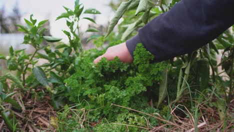 Person-picking-fresh-green-parsley-herbs-in-a-ecological-sustainable-small-farm