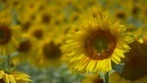 Close-up-shot-of-bees-collecting-pollen-of-sunflower-field-in-summer---blurred-background