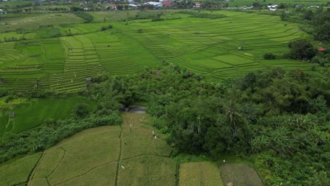 Rice-fields-just-after-sunset-in-the-South-of-Bali,-Indonesia