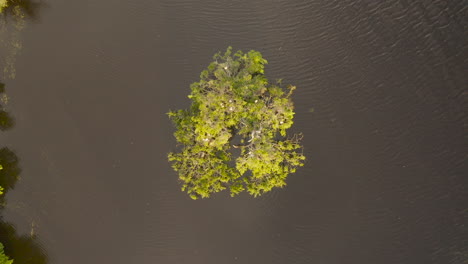 Aerial-view-of-birds-peacefully-resting-on-an-island-of-trees-within-a-calm-lake