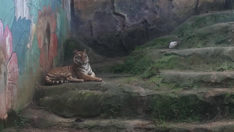 Tigre-Sentado-En-Su-Jaula-En-El-Zoológico-De-Semarang,-Java-Central,-Indonesia