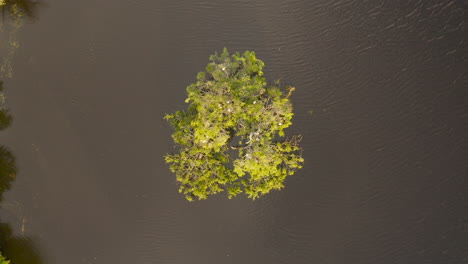 Aerial-view-of-a-bird-flying-from-its-nest-within-a-small-island-of-trees-and-gracefully-landing-into-the-lake