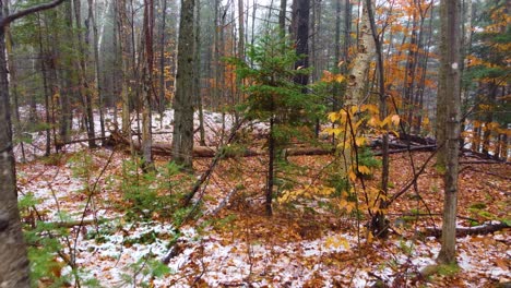 Slowly-floating-through-a-forest-where-the-first-snow-covers-the-ground