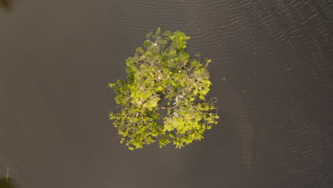 Aerial-view-gently-tilts-down,-revealing-an-island-with-bird's-nests-in-the-tranquil-lake