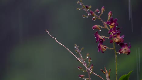 Flor-Dendrobium-Reina-Victoria-Bajo-Una-Fuerte-Lluvia-En-El-Jardín,-Mahe-Seychelles-30fps-2