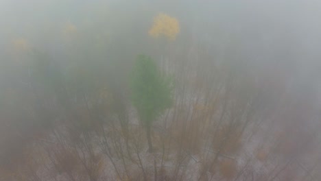 Flying-through-thick-fog-in-the-woods-near-Mount-Washington,-New-Hampshire,-USA