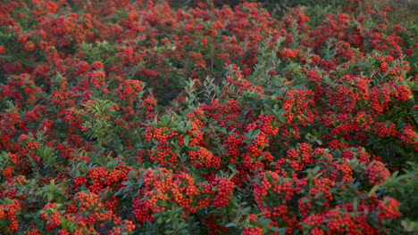 Arbustos-De-Planta-De-Espino-De-Fuego-Con-Frutos-De-Pepita-Parecidos-A-Bayas-Rojas-En-El-Parque-Ecológico-Gaetgol-En-Siheung,-Corea-Del-Sur