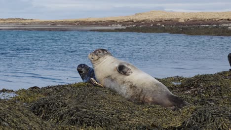 Young-harbor-seal-sleep-and-change-position-on-old-seaweed-near-water,-Iceland