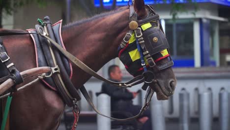 Close-up-shot-head-of-brown-horse