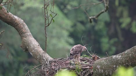 a-javan-hawk-eagle-chick-is-alone-in-the-nest