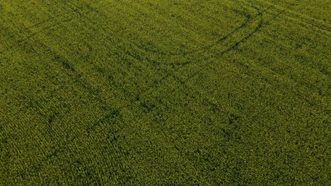 Vast-Textured-crop-field-from-aerial-fly-over-view-in-Saskatchewan,-Canada