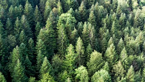 Gentle-drone-flight-View-over-the-fir-trees-of-a-green-forest