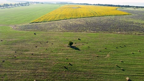 Scattered-round-hay-bales-on-farm-land-and-yellow-sunflower-field,-aerial
