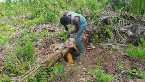 slow-motion-of-black-male-farmer-cutting-palm-tree-trunk-for-preparation-of-distilled-palm-wine-called-akpeteshi-or-burukutu-traditional-in-Ghana-Africa