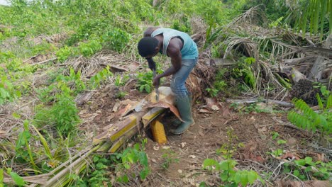 Cámara-Lenta-De-Un-Granjero-Negro-Cortando-Troncos-De-Palmeras-Para-La-Preparación-De-Vino-De-Palma-Destilado-Llamado-Akpeteshi-O-Burukutu-Tradicional-En-Ghana-Africa