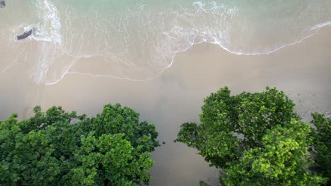 Drone-reveal-footage-of-white-sandy-beach,-coconut-palm-trees-and-man-standing-under-the-tree,-Mahe-Seychelles-30fps