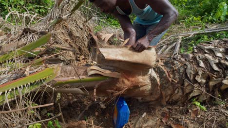 Schwarzer-Männlicher-Bauer,-Der-In-Ghana,-Afrika,-Destillierten-Palmwein-Namens-Akpeteshi-Oder-Burukutu-Zubereitet