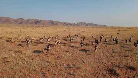 Eine-Oryxherde-Stürmt-über-Eine-Afrikanische-Ebene-In-Namibia
