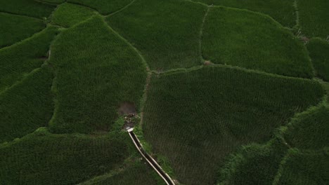 Aerial-agricultural-landscape-of-green-rice-terraces-and-river-as-water-source