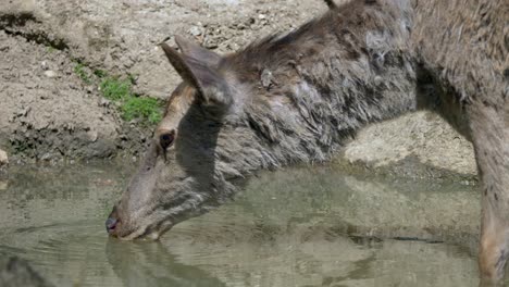 Cute-female-deer-drinking-water-of-lake-outdoors-during-hot-sunny-day,-close-up-slow-motion