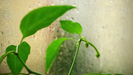 Growing-green-peppers-inside-a-greenhouse-and-raindrops-on-windows-in-two-time-slow-motion