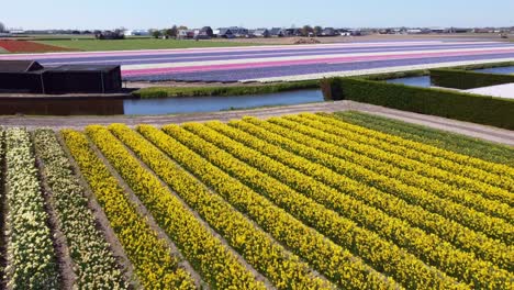 Flor-De-Tulipán-En-Holanda,-Países-Bajos.-Tulipanes-Flores-Holanda