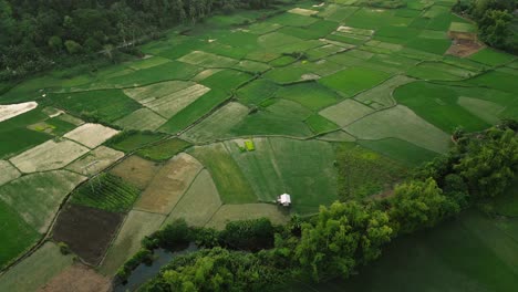 Grüne-Reisfeldplantage-Von-Oben-Mit-Fluss-Als-Bewässerungssystem-Daneben