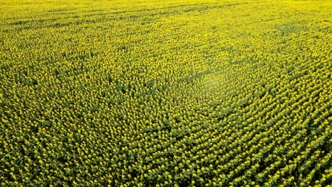 Rotating-aerial-view-of-bright-yellow-sunflower-field-in-Dobruja,-Bulgaria