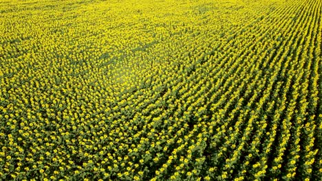 Drone-tilt-up-reveals-vast-yellow-sunflower-field,-commercial-farming-in-Dobruja
