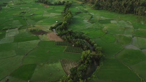 Luftaufnahme-Einer-Reisfeldplantage-Mit-Durchfließendem-Fluss-Als-Wasserquelle