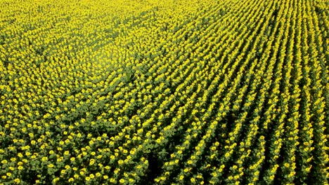 High-angle-aerial-view-of-vivid-yellow-sunflower-field-gently-swaying-in-breeze