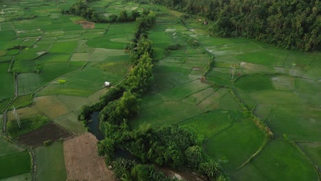 Grünes-Landwirtschaftliches-Reisfeld-Im-Tropischen-Tal-Mit-Fluss-In-Der-Mitte