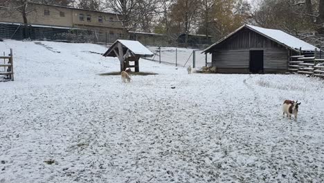 Einige-Ziegen-Im-Schnee-Berlin-Im-Winter-In-Einem-Schneebedeckten-Park-Hasenheinde-HD-30-Fps-7-Sek