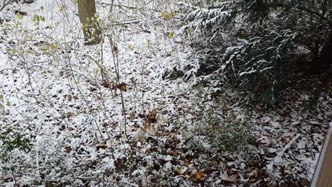 Handkamera-Hochschwenken-Auf-Etwas-Vegetation-In-Berlin-Im-Winter-Im-Schneebedeckten-Hasenheidepark-HD-30-Fps-7-Sek
