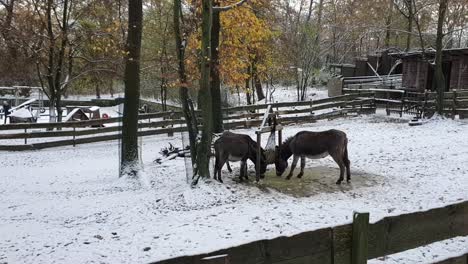Some-donkeys-Berlin-in-wintertime-in-a-park-covered-of-snow-Hasenheinde-HD-30-FPS-7-secs