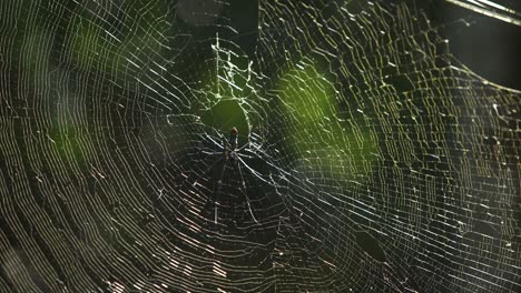 Die-Spinne-Sitzt-In-Ihrem-Netz-Und-Wartet-Auf-Beute