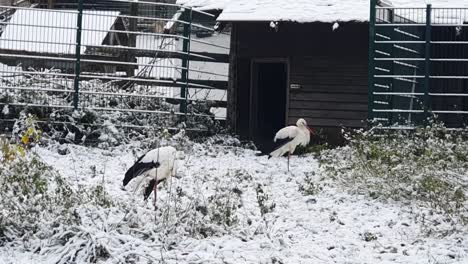 Handheld-close-up-2-camera-on-some-big-white-and-black-bird-in-Berlin-in-wintertime-in-the-Hasenheide-park-covered-with-snow-HD-30-FPS-6-secs