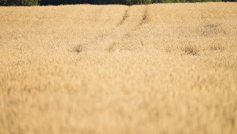 Traktor-tracks-in-the-golden-field-of-ripe-wheat