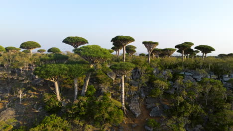 Ungewöhnliche-Sokotra-Drachenbäume-Im-Firhmin-Wald-Im-Jemen