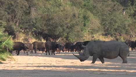 White-rhino-walks-among-African-buffalo-while-they-look-on-with-concern