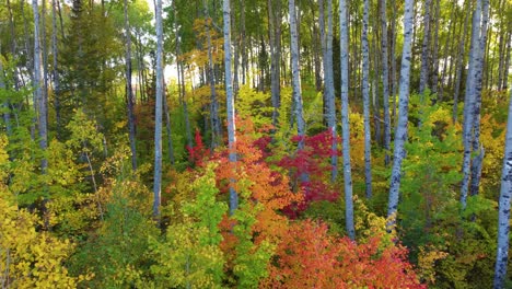 Drohnenüberflug-üppige-Herbstwaldbäume,-Magische-Landschaft-Des-Wildreservats,-Quebec
