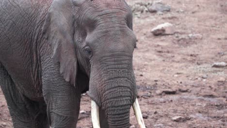 Closeup-View-Of-African-Elephant-With-Wrinkled-Skin-In-Aberdare-National-Park-In-Kenya