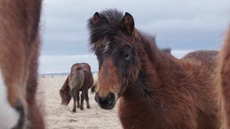 Dark-brown-with-black-mane-Icelandic-horse-group-on-windy-day,-Iceland