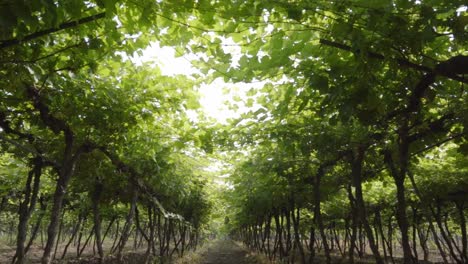 Slow-cinematic-shot-of-walking-through-a-row-of-grape-vineyard