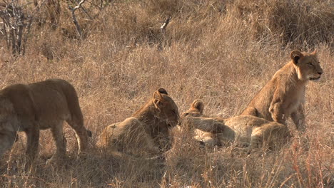 Eine-Gruppe-Junger-Löwenbabys-Interagiert.